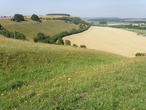 Walk to Sutton Mandeville Downs near Holiday Cottage in Wiltshire